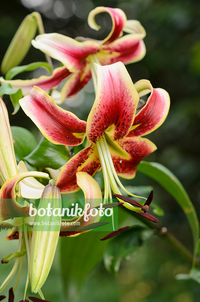 534336 - Oriental trumpet lily (Lilium Scheherazade)