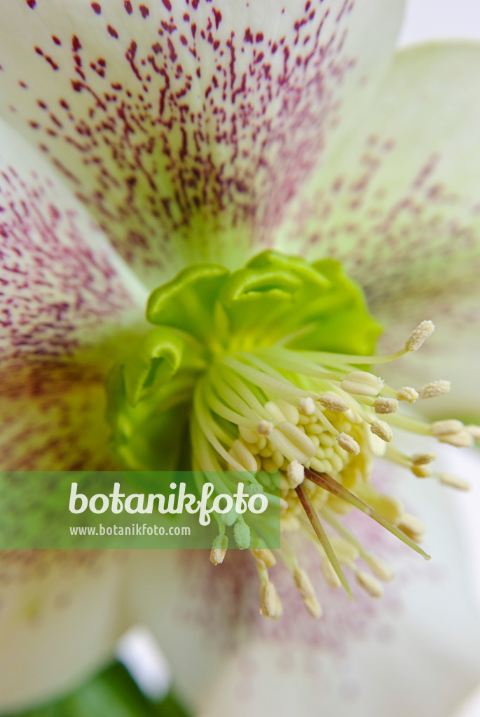 465090 - Orientalische Nieswurz (Helleborus orientalis)
