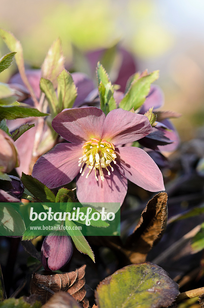 529117 - Orientalische Nieswurz (Helleborus orientalis)