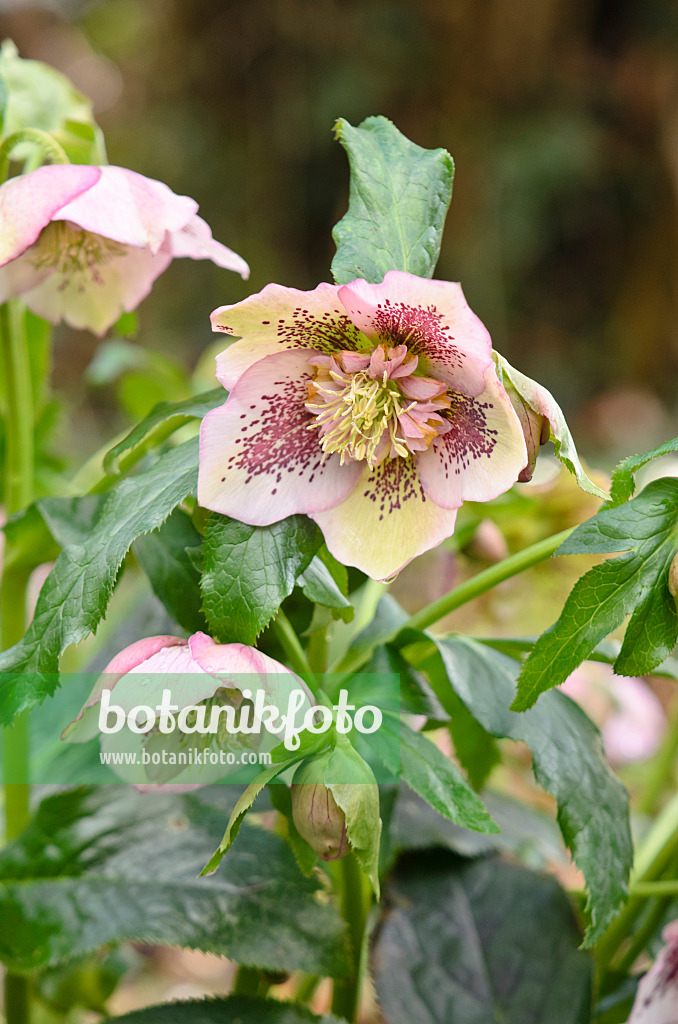 553068 - Orientalische Nieswurz (Helleborus orientalis)