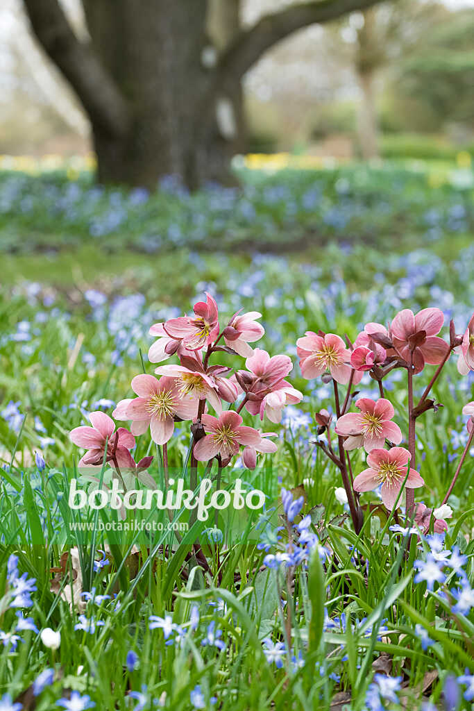 675077 - Orientalische Nieswurz (Helleborus orientalis)