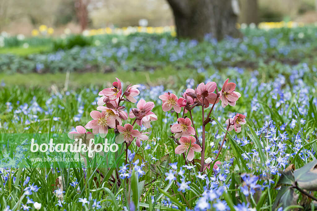 675078 - Orientalische Nieswurz (Helleborus orientalis)