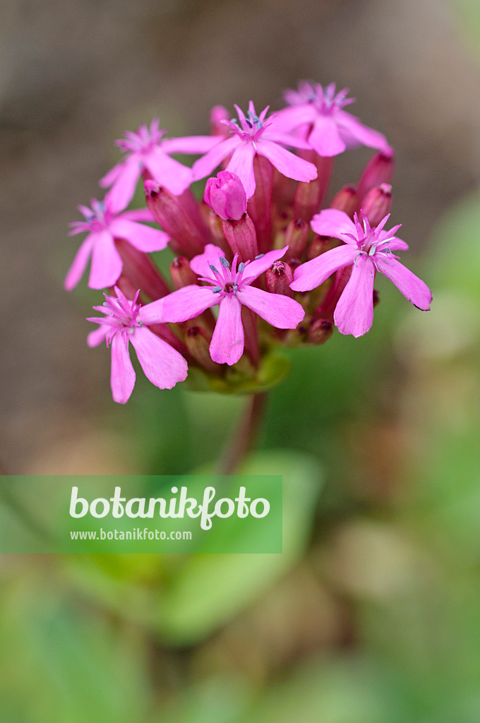 472289 - Orientalisches Leimkraut (Silene compacta)