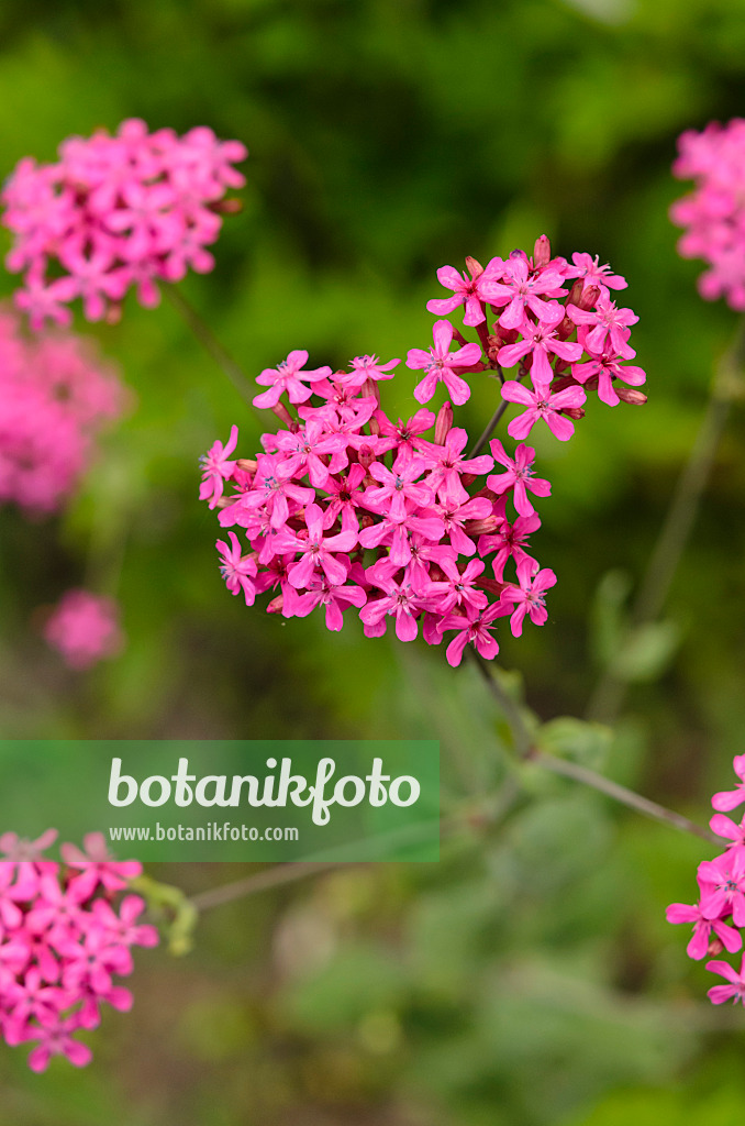 521015 - Orientalisches Leimkraut (Silene compacta)
