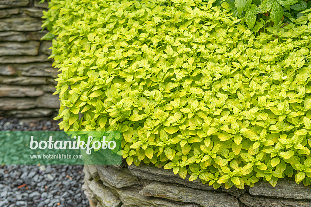 664280 - Origan commun (Origanum vulgare 'Thumbles Variety')