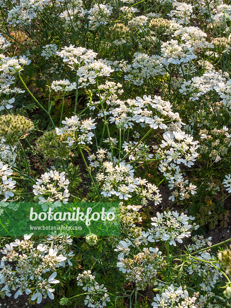 403102 - Orlaya grandiflora