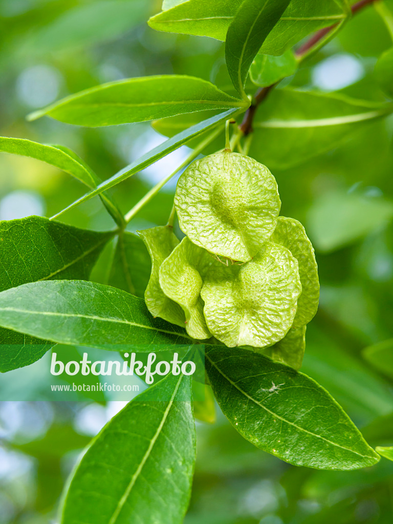 440006 - Orme de Samarie (Ptelea trifoliata)