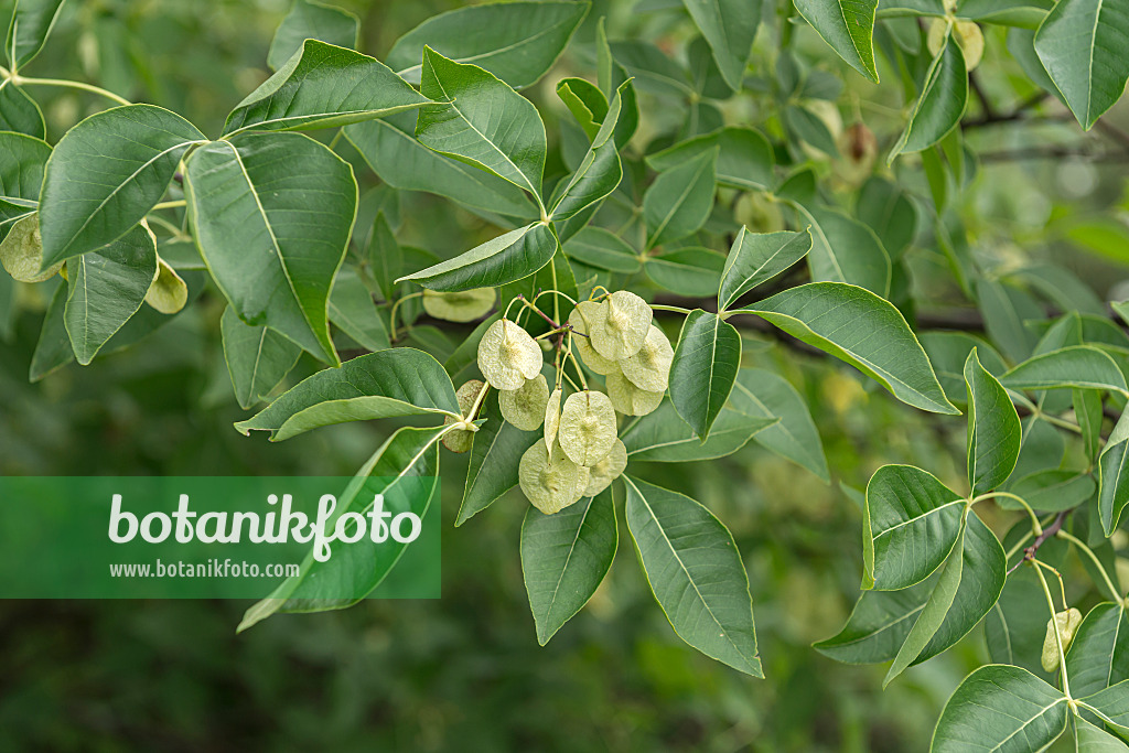 651454 - Orme de Samarie (Ptelea trifoliata)