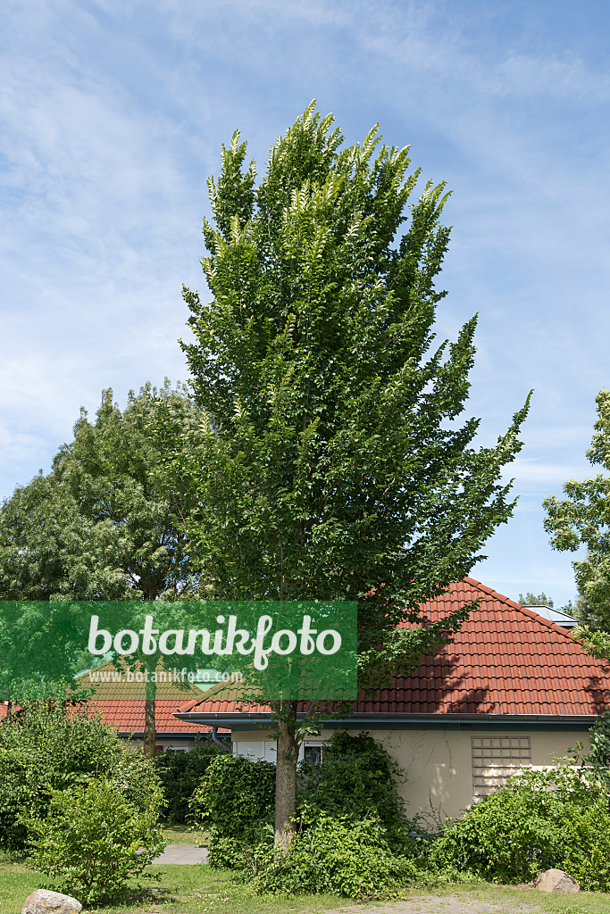 664466 - Orme hollandais (Ulmus x hollandica 'Lobel')