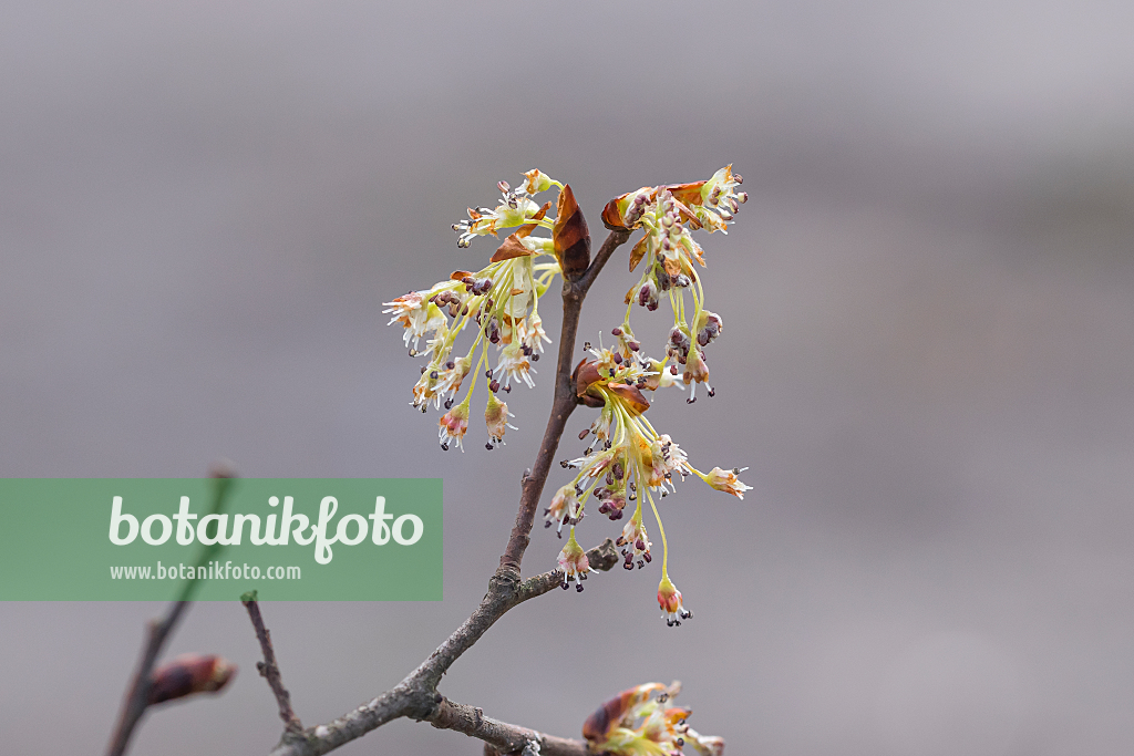 664467 - Orme lisse (Ulmus laevis)