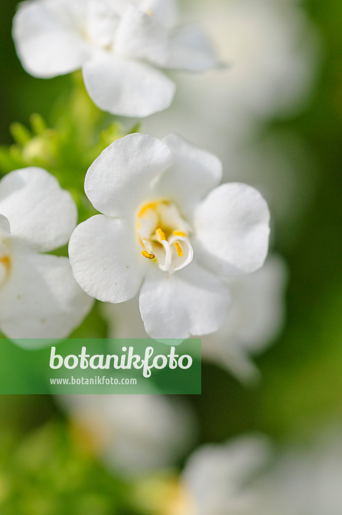 487068 - Ornamental bacopa (Sutera)