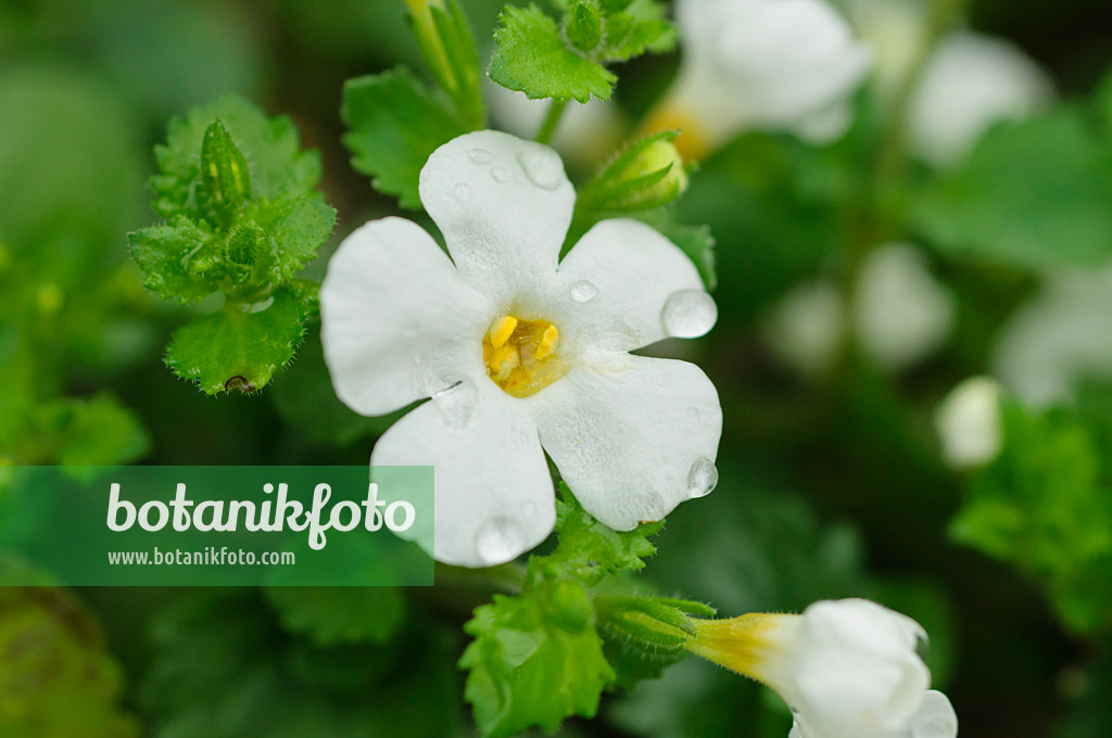 484094 - Ornamental bacopa (Sutera Nova Big White)