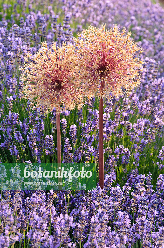 486002 - Ornamental onion (Allium) and lavender (Lavandula)
