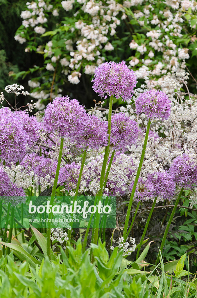 508212 - Ornamental onion (Allium) and wild chervil (Anthriscus sylvestris 'Ravenswing')