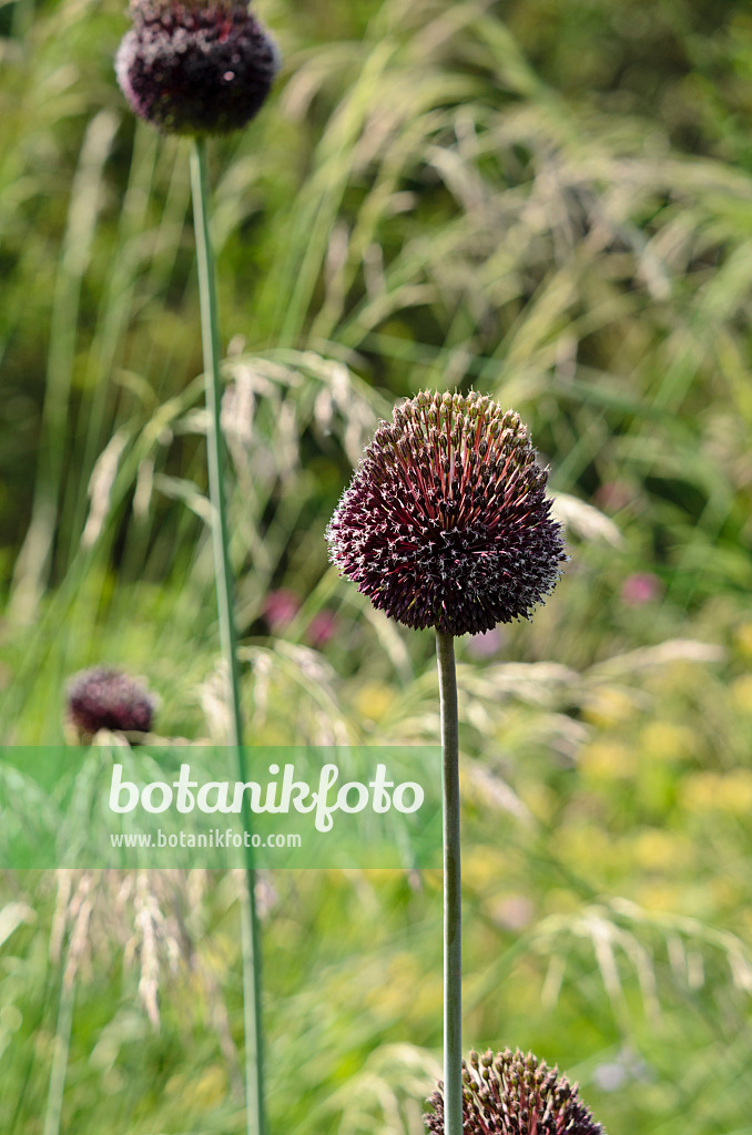 521134 - Ornamental onion (Allium Forelock)