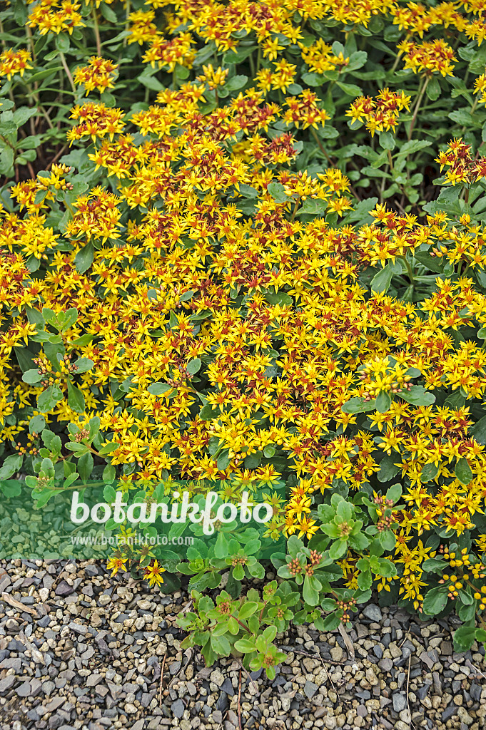 535430 - Orpin du Kamtchatka (Sedum kamtschaticum syn. Phedimus kamtschaticus)