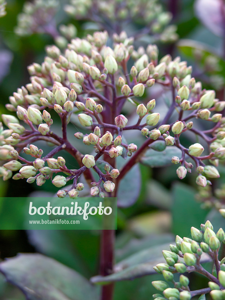 439387 - Orpin reprise (Sedum telephium 'Matrona' syn. Hylotelephium telephium 'Matrona')