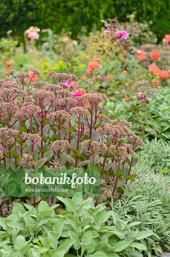 534344 - Orpin reprise (Sedum telephium 'Matrona' syn. Hylotelephium telephium 'Matrona')