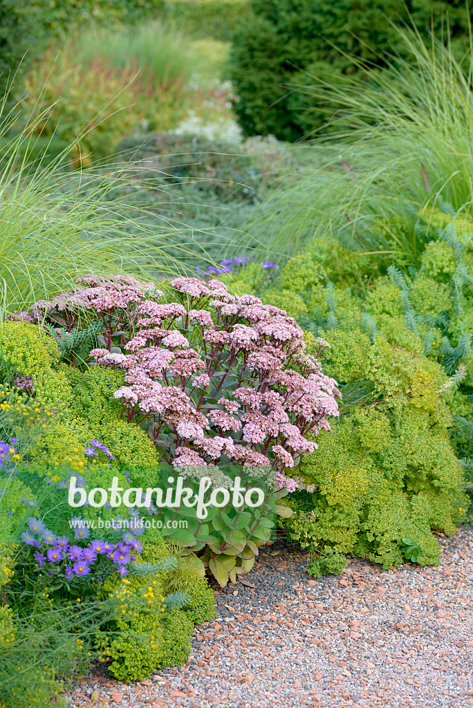 575330 - Orpin reprise (Sedum telephium 'Matrona' syn. Hylotelephium telephium 'Matrona')