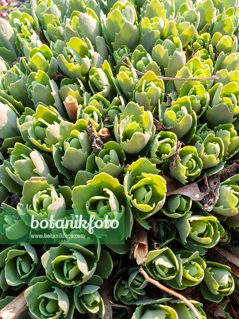 400061 - Orpin reprise (Sedum telephium syn. Hylotelephium telephium)