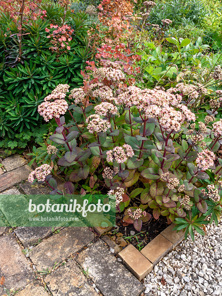 463119 - Orpin (Sedum)