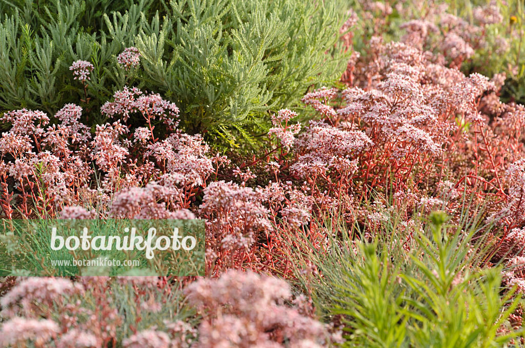 497352 - Orpin (Sedum)