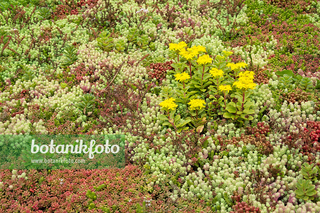 511231 - Orpin (Sedum)