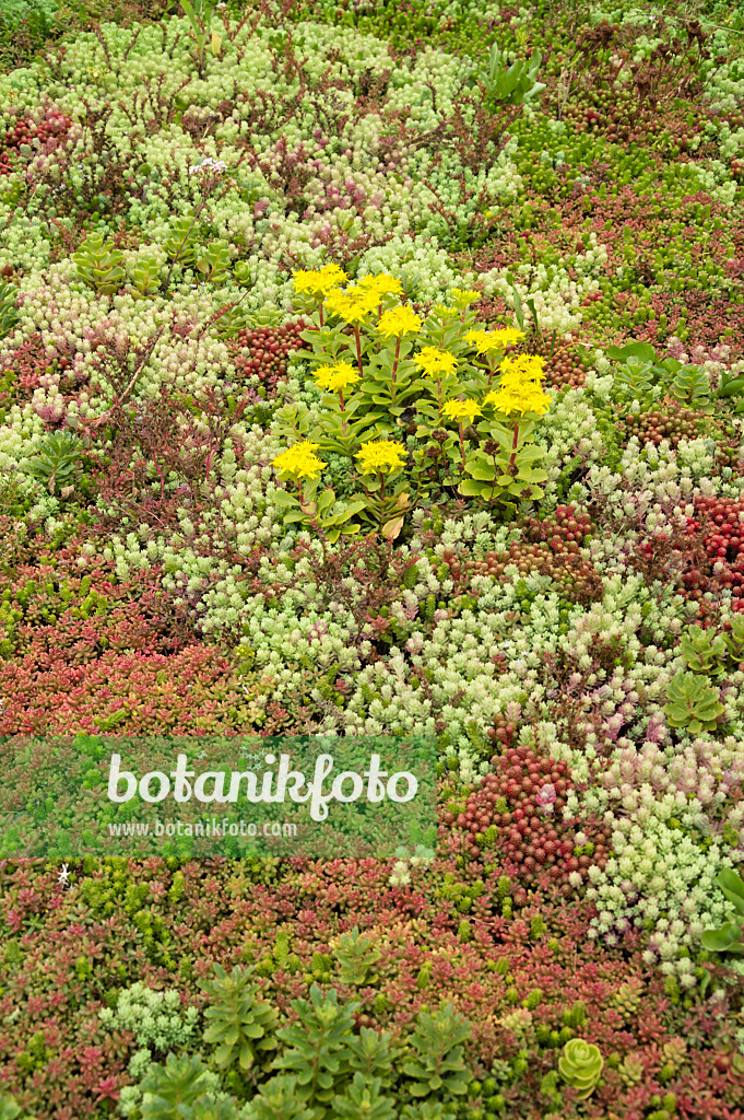 511232 - Orpin (Sedum)