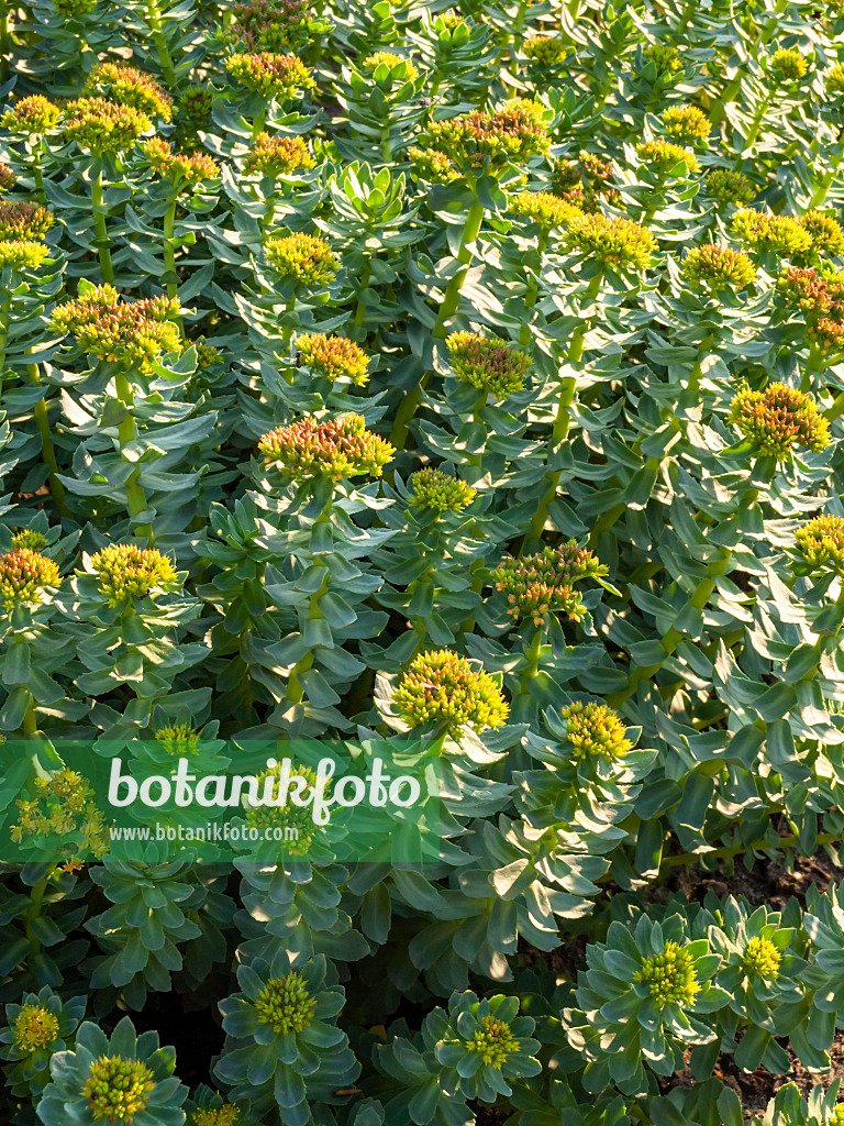 425045 - Orpin (Sedum stevenianum syn. Phedimus stevenianus)
