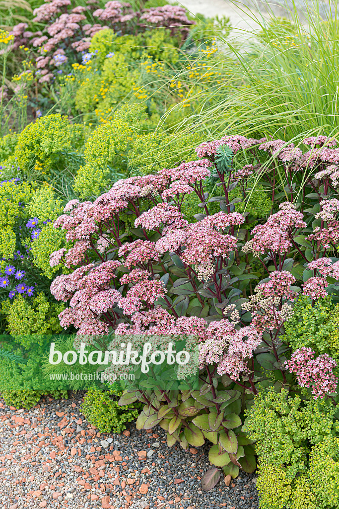 651522 - Orpine (Sedum telephium 'Matrona' syn. Hylotelephium telephium 'Matrona')