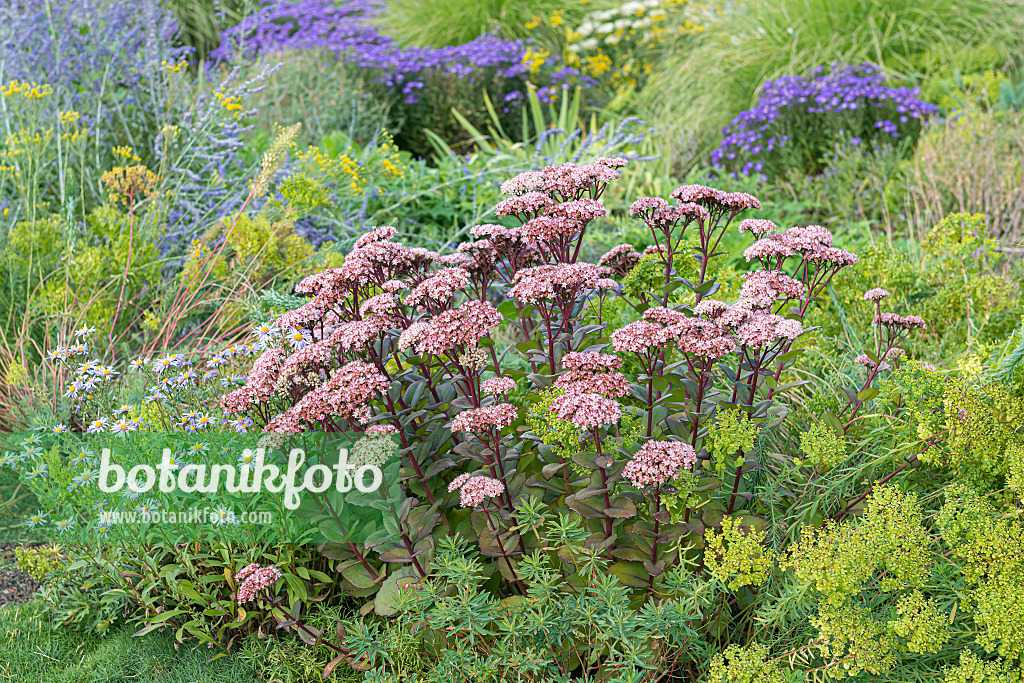 651523 - Orpine (Sedum telephium 'Matrona' syn. Hylotelephium telephium 'Matrona')