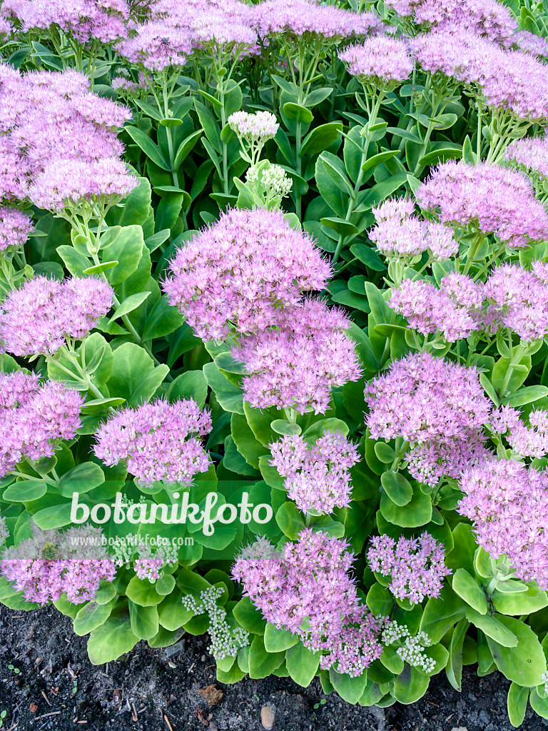 464005 - Orpine (Sedum telephium syn. Hylotelephium telephium)