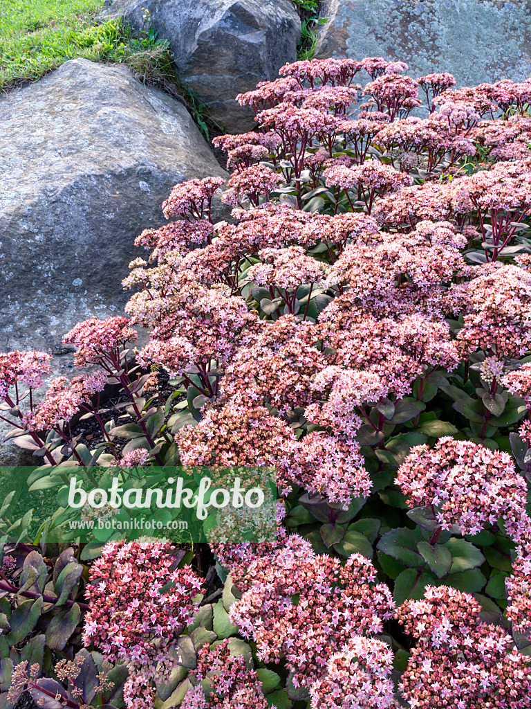 464034 - Orpine (Sedum telephium syn. Hylotelephium telephium)