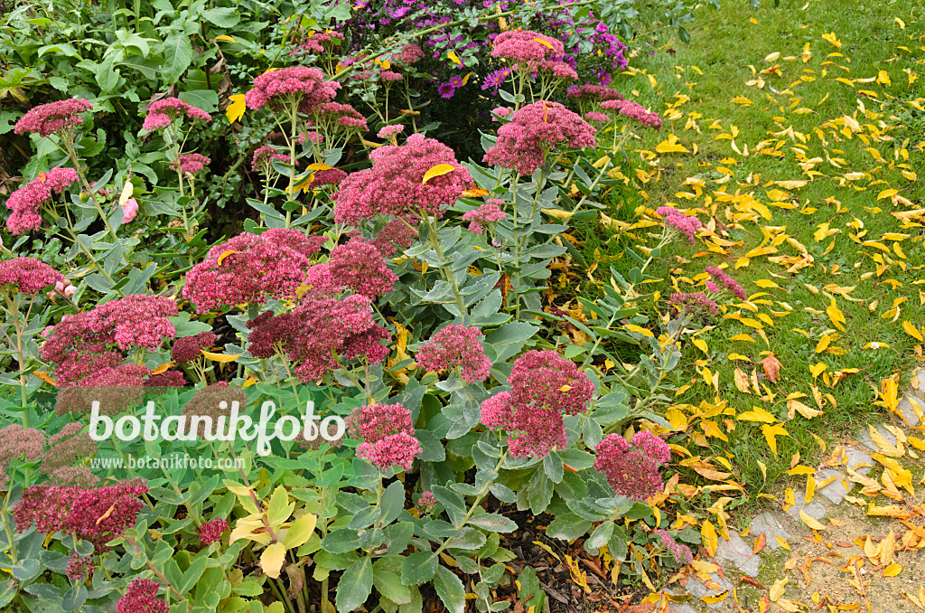 549137 - Orpine (Sedum telephium syn. Hylotelephium telephium)