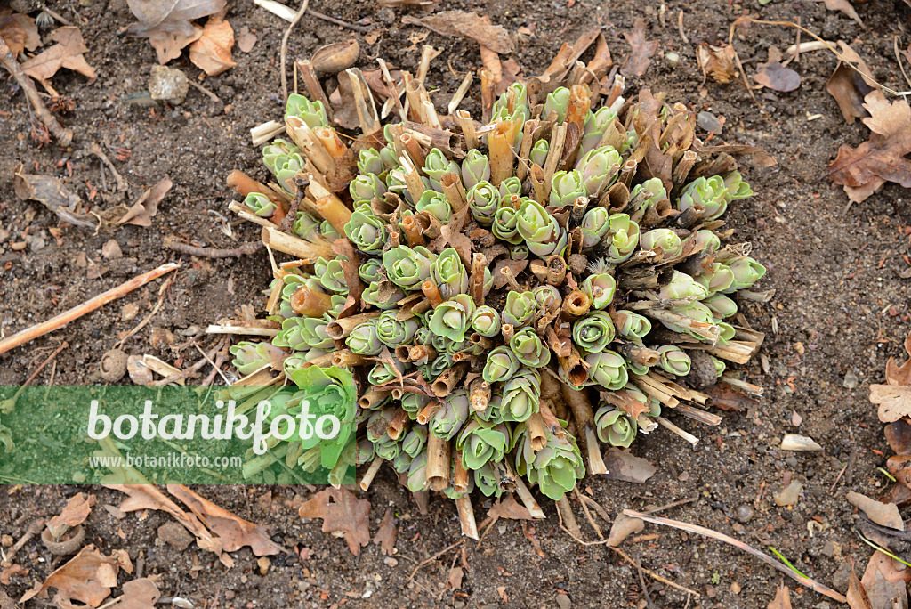 554026 - Orpine (Sedum telephium syn. Hylotelephium telephium)