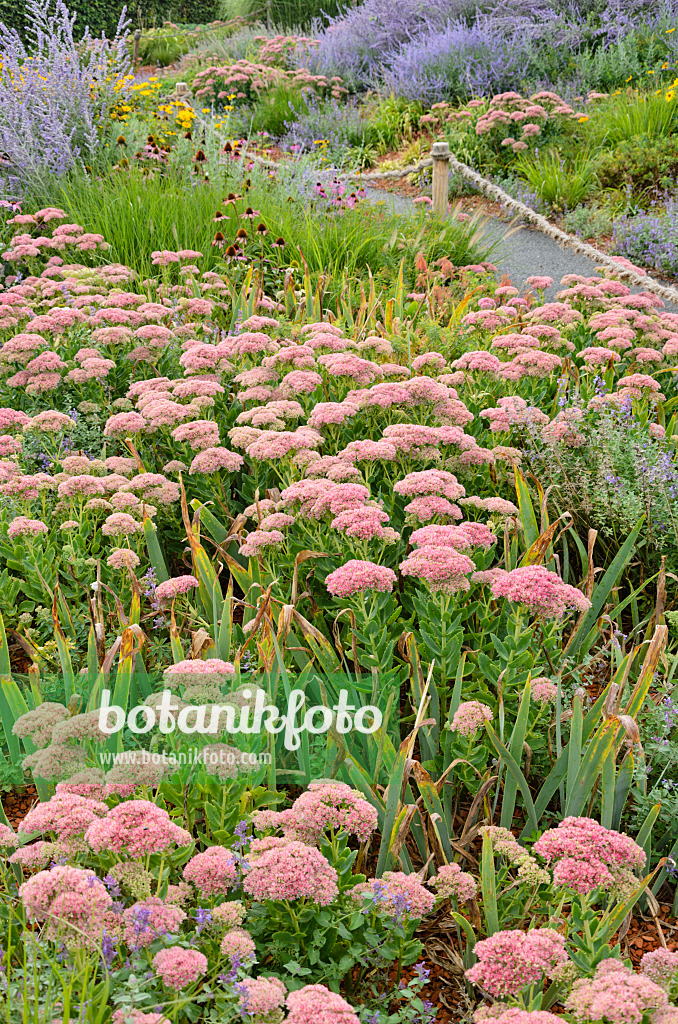 572041 - Orpine (Sedum telephium syn. Hylotelephium telephium)