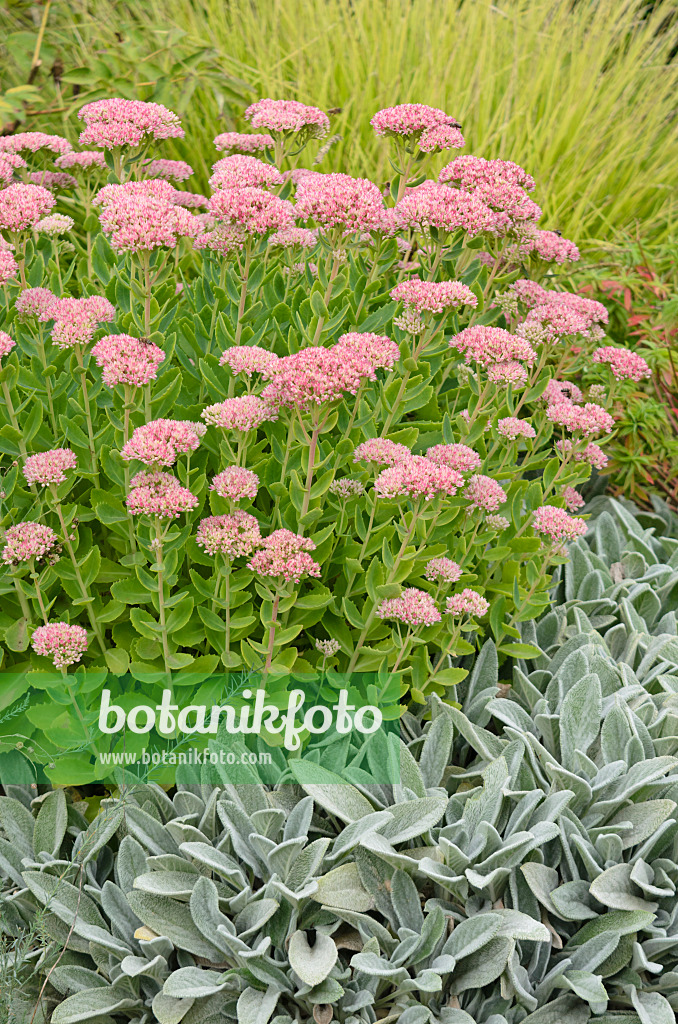 572014 - Orpine (Sedum telephium syn. Hylotelephium telephium) and lamb's ears (Stachys byzantina)