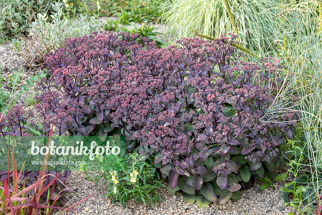 635161 - Orpine (Sedum telephium 'Xenox' syn. Hylotelephium telephium 'Xenox')