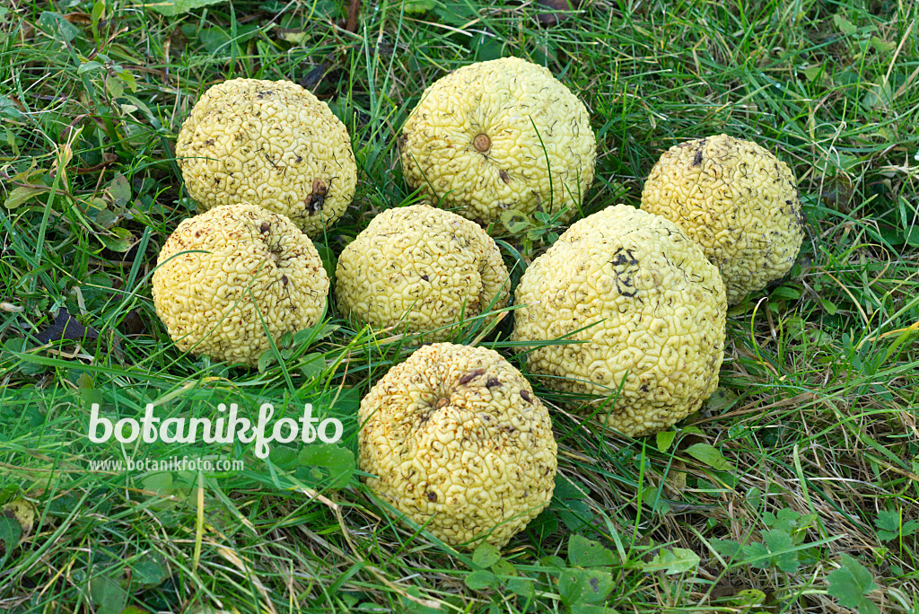 551017 - Osage orange (Maclura pomifera)