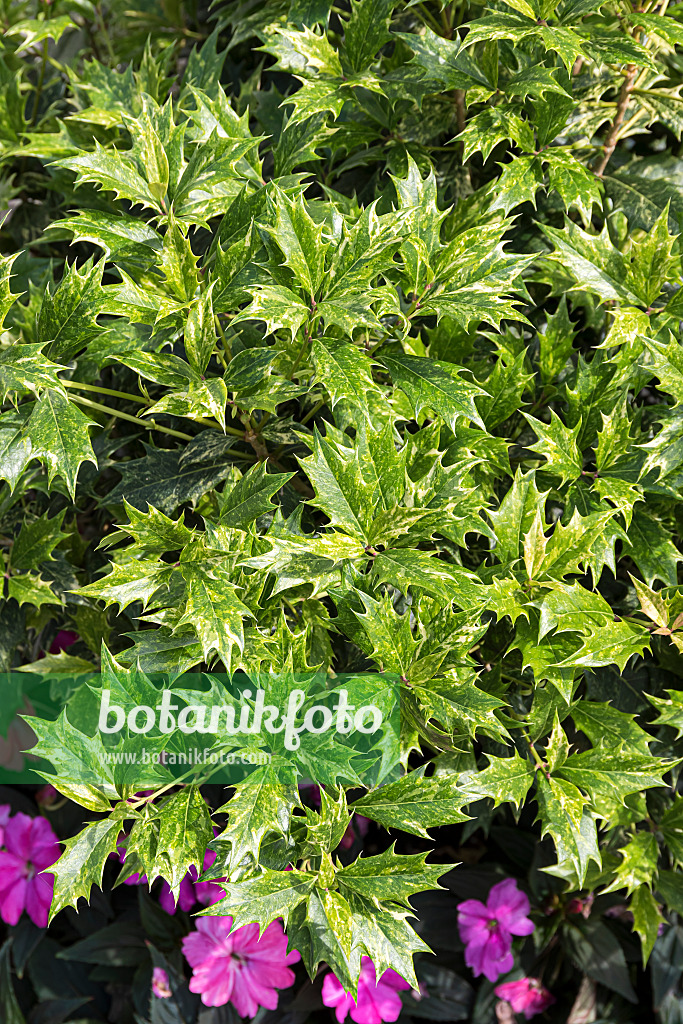 651410 - Osmanthe à feuilles de houx (Osmanthus heterophyllus 'Goshiki')