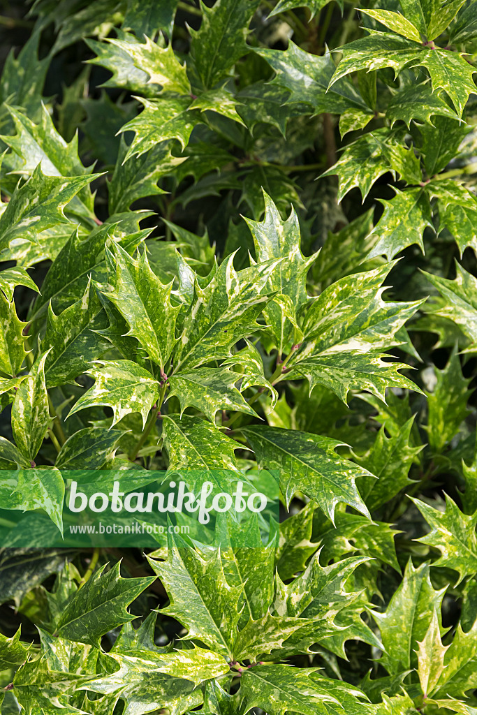651411 - Osmanthe à feuilles de houx (Osmanthus heterophyllus 'Goshiki')