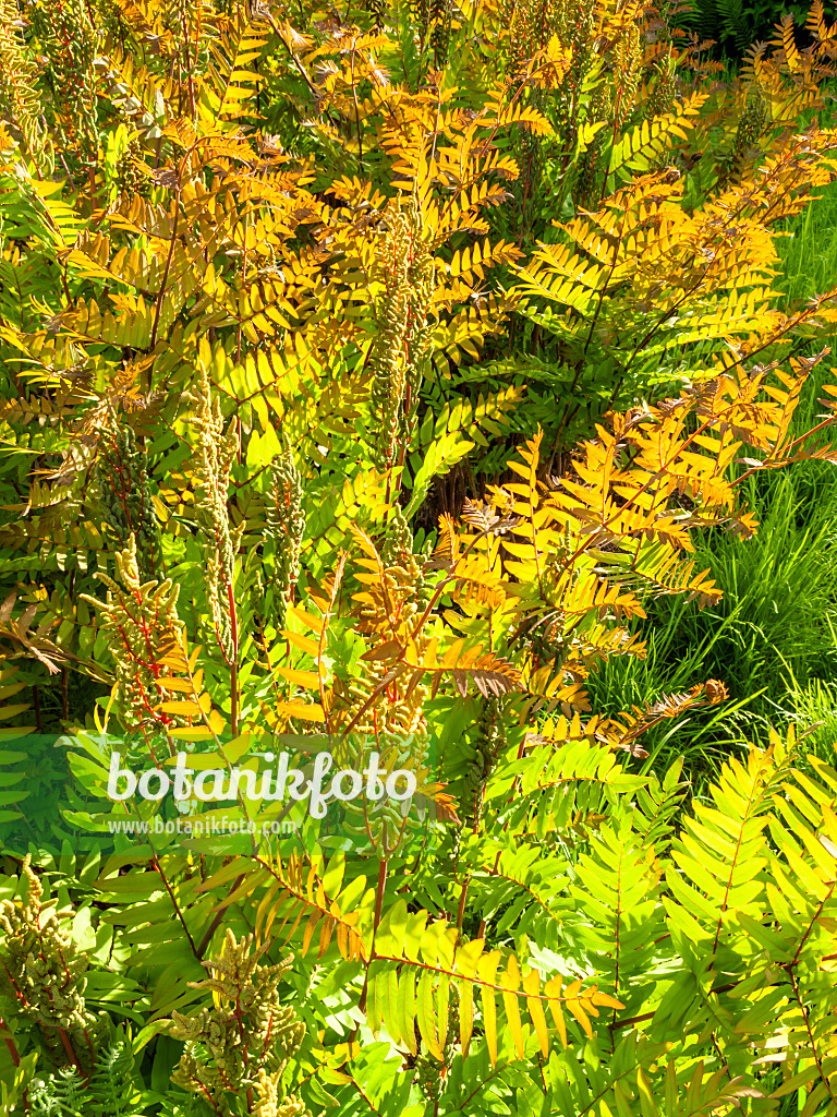 425092 - Osmonde royale (Osmunda regalis)