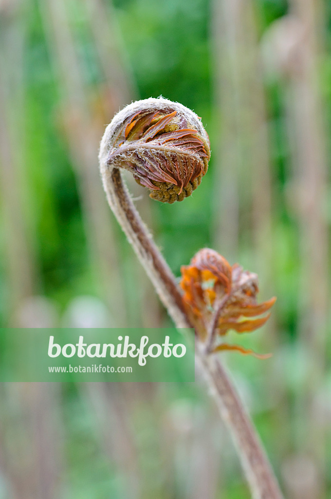 471175 - Osmonde royale (Osmunda regalis)
