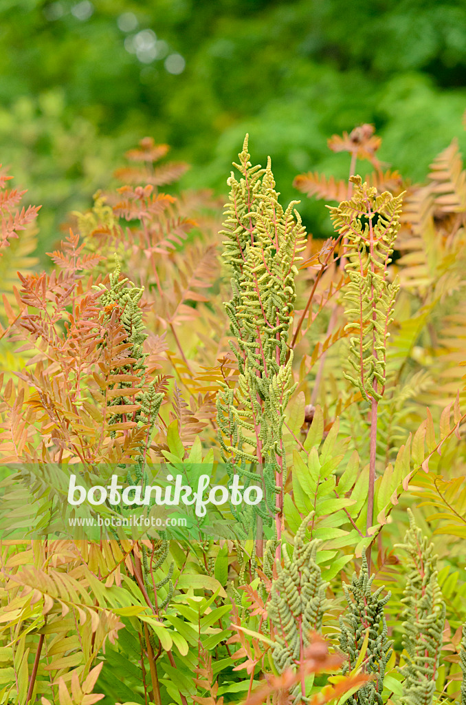520353 - Osmonde royale (Osmunda regalis) avec des frondes fertiles