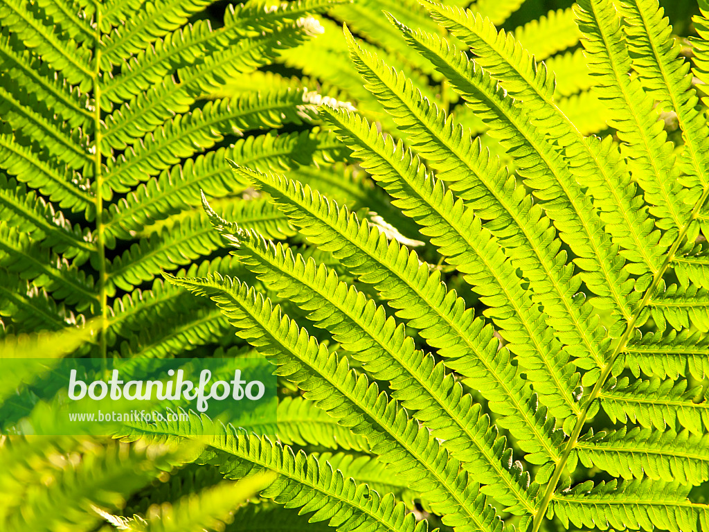 426016 - Ostrich fern (Matteuccia struthiopteris)