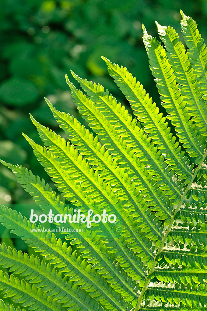 472248 - Ostrich fern (Matteuccia struthiopteris)