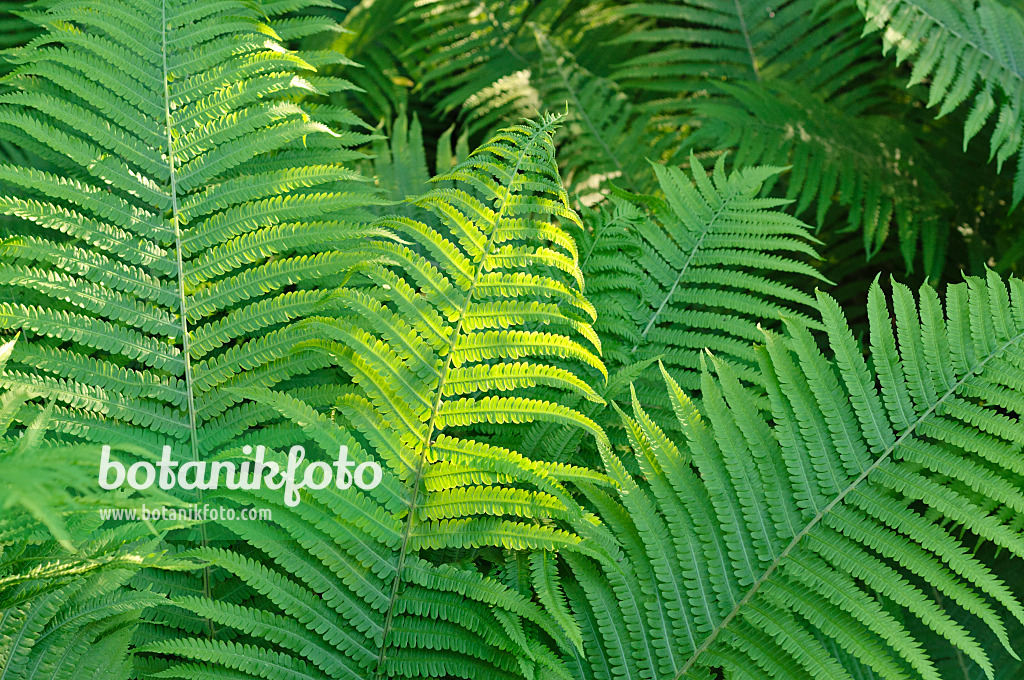 472249 - Ostrich fern (Matteuccia struthiopteris)