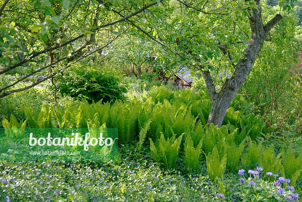 490030 - Ostrich fern (Matteuccia struthiopteris)