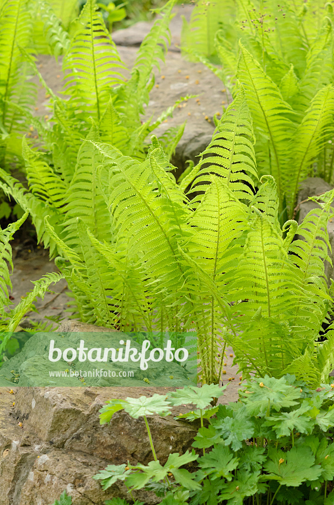 520046 - Ostrich fern (Matteuccia struthiopteris)