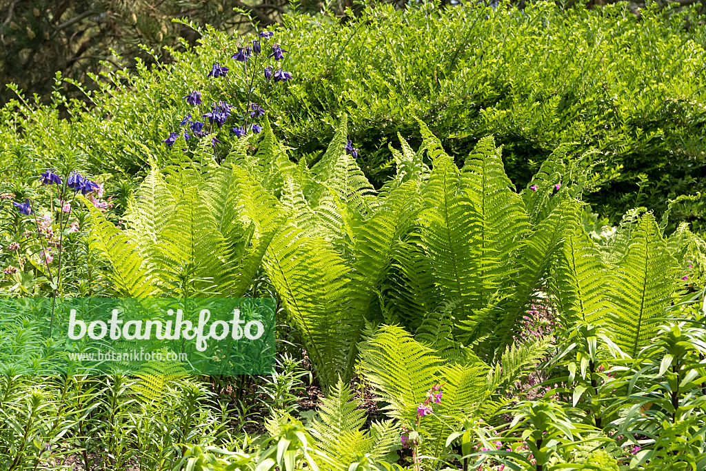 638167 - Ostrich fern (Matteuccia struthiopteris)